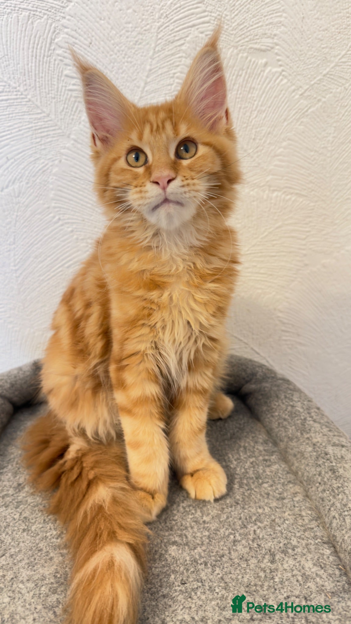 Maine Coon cats Maine Coon Kitten  - Advert 1