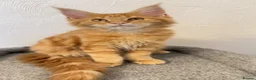 Maine Coon cats for sale: Maine Coon Kitten  - Advert 1
