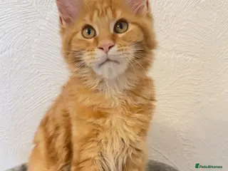 Maine Coon cats Maine Coon Kitten - Advert 1