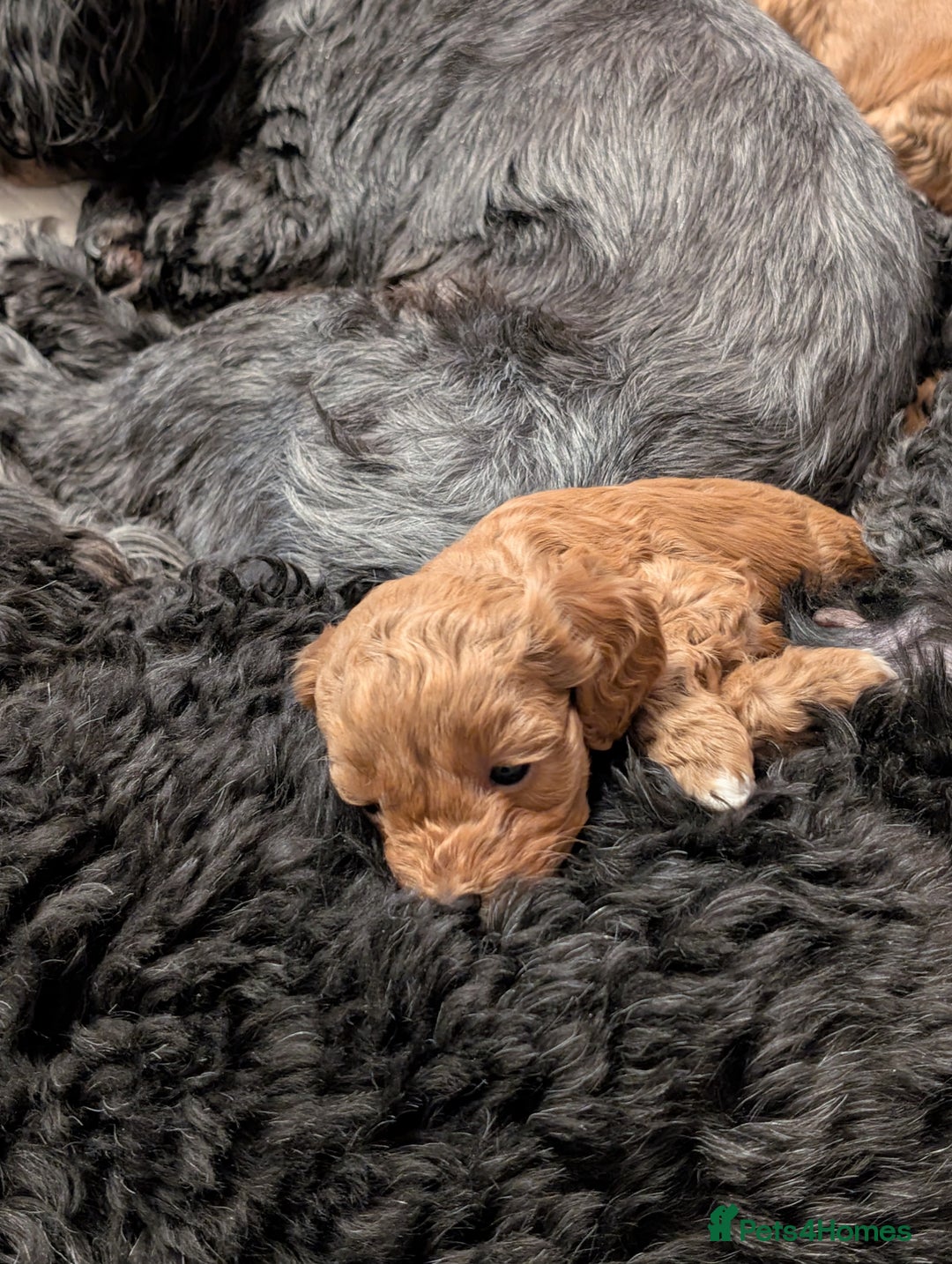 Lhasapoo dogs for sale: Female Lhasapoo for sale - Advert 3