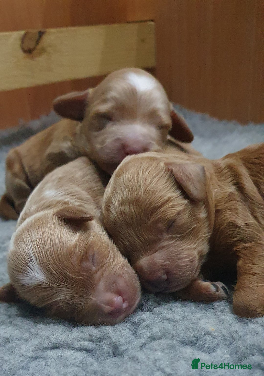 Cockapoo dogs for sale: Top quality F1b Toy Cockapoo puppies - Advert 7