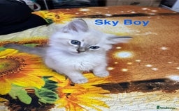 Ragdoll cats for sale: ❗️❤️5 Incredibly Beautiful Ragdoll Kittens❤️🐈  - Image 21