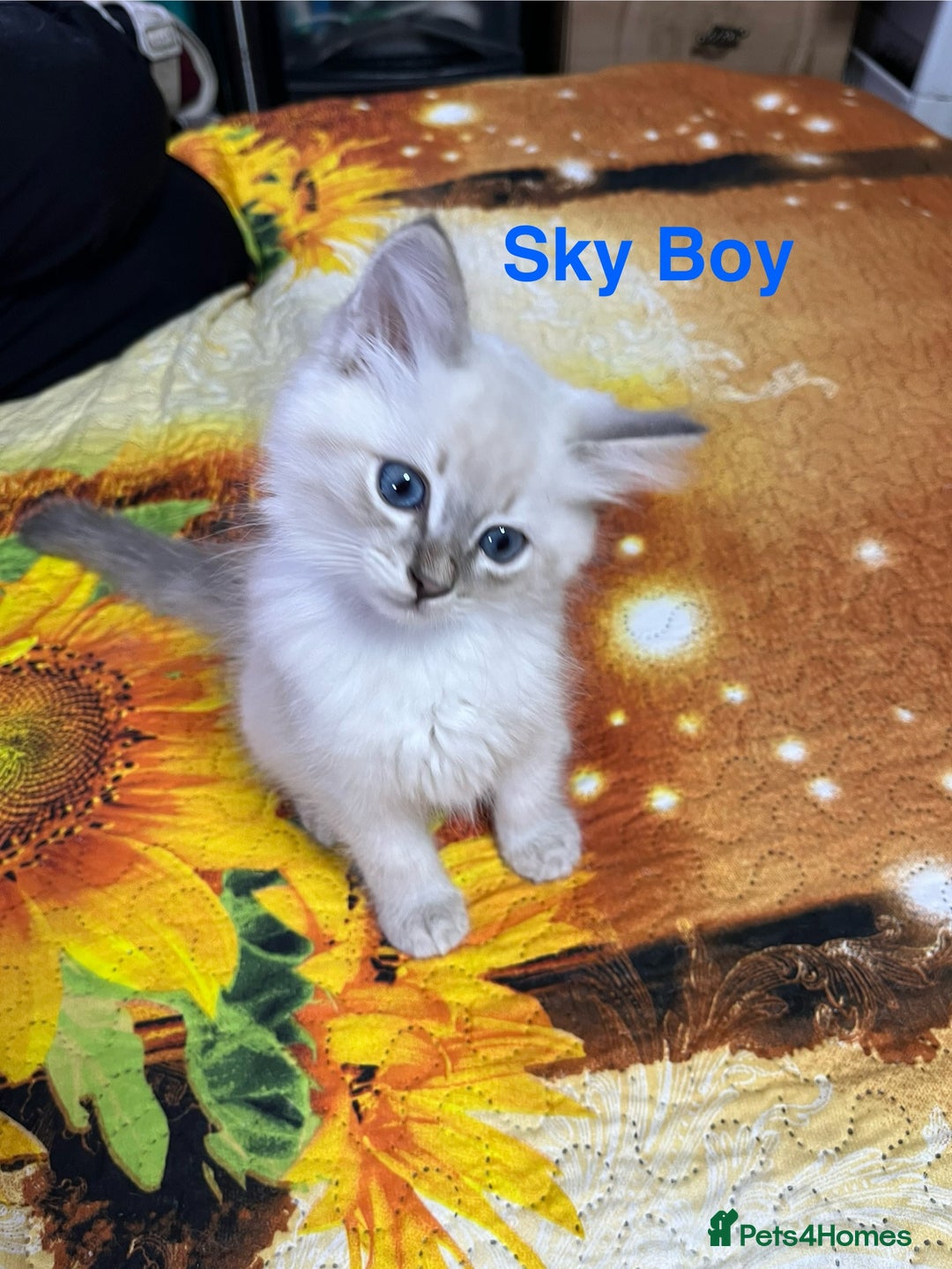 Ragdoll cats for sale: ❗️❤️5 Incredibly Beautiful Ragdoll Kittens❤️🐈  - Image 21