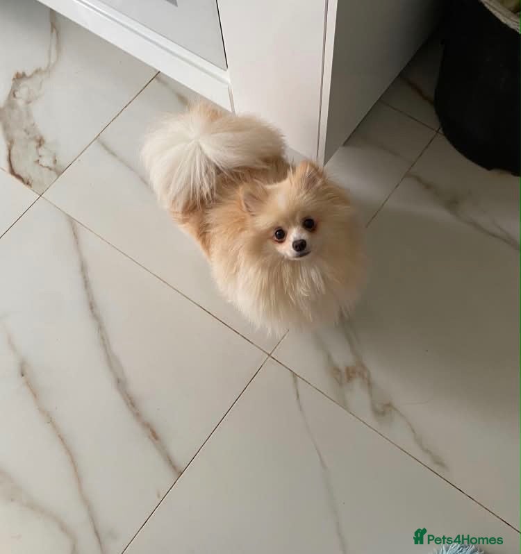 Pomeranian dogs Gorgeous girl  - Advert 1