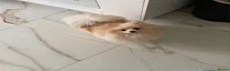 Pomeranian dogs for sale: Gorgeous girl  - Advert 1