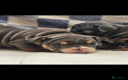 English Bulldog dogs for sale: Kc british bulldogs  - Image 8
