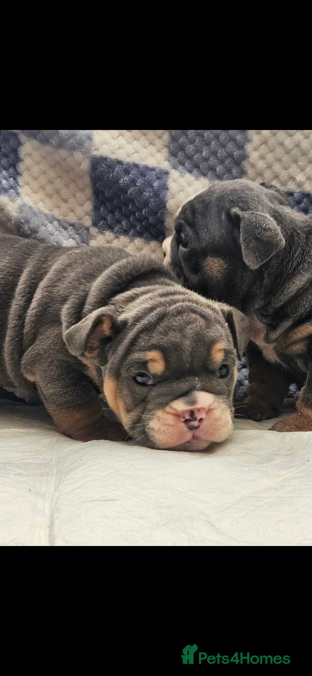 English Bulldog dogs for sale: Kc british bulldogs  - Image 8