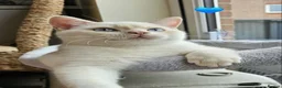 British Shorthair cats for sale: Stunning GCCF reg, BSH Colourpointed Boys - Advert 4