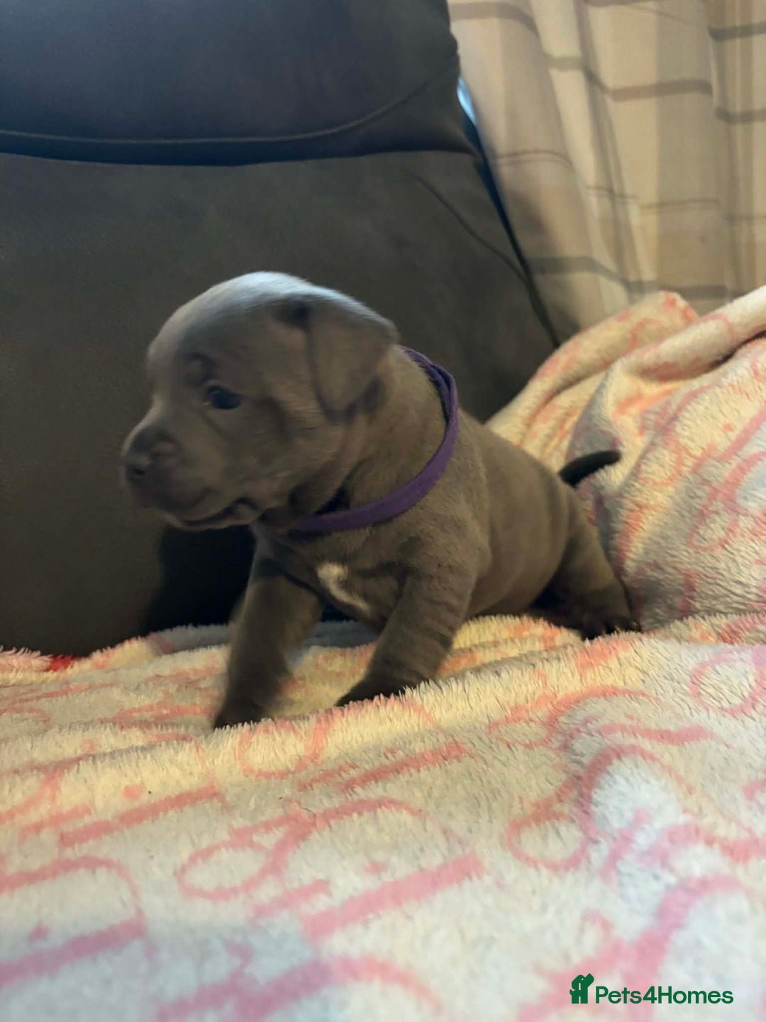 Staffordshire Bull Terrier dogs for sale: Two male four female - Advert 8