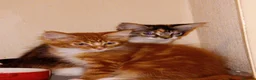 Maine Coon cats for sale: Stunning Maine Coon Kittens - Advert 9