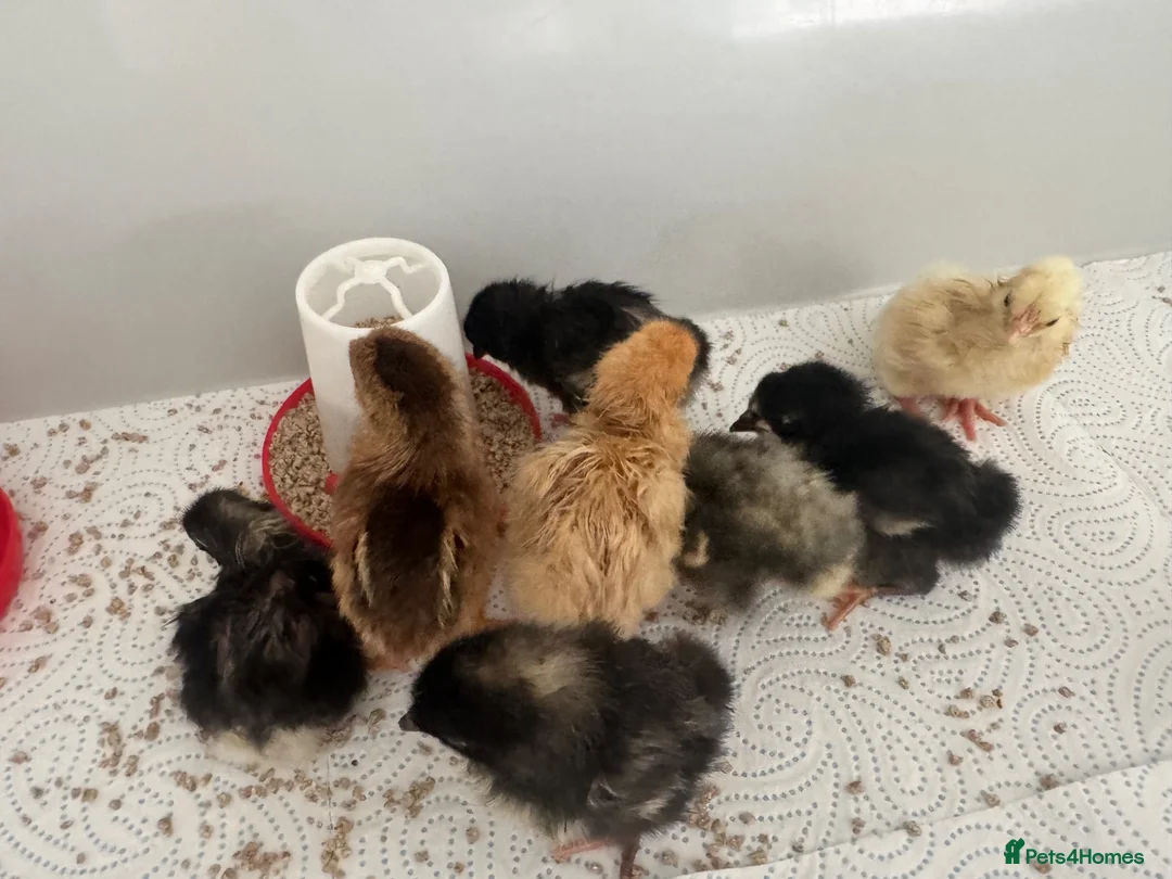 Mixed Breed poultry for sale: Day old chicks mixed breeds  in Goole - Advert 1