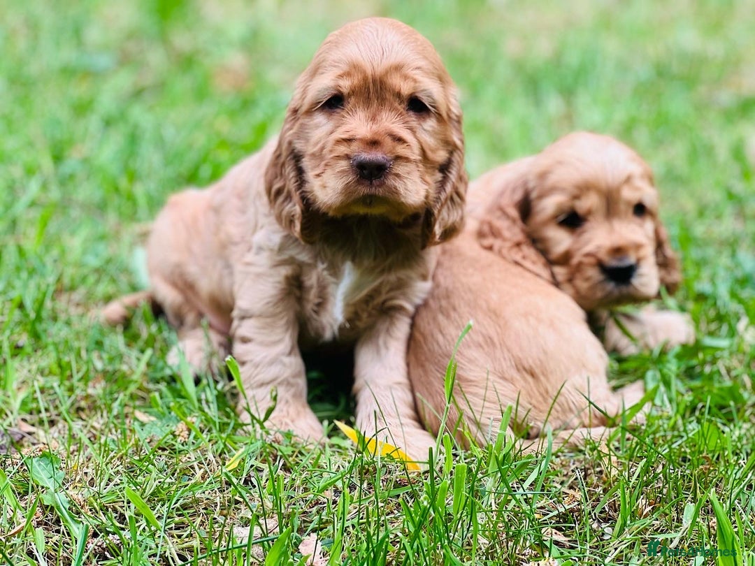 Cocker Spaniel dogs for stud: 100% SHOW TYPE, KC REGISTERED, 100% SUCCESS RATE in Crewe - Image 9