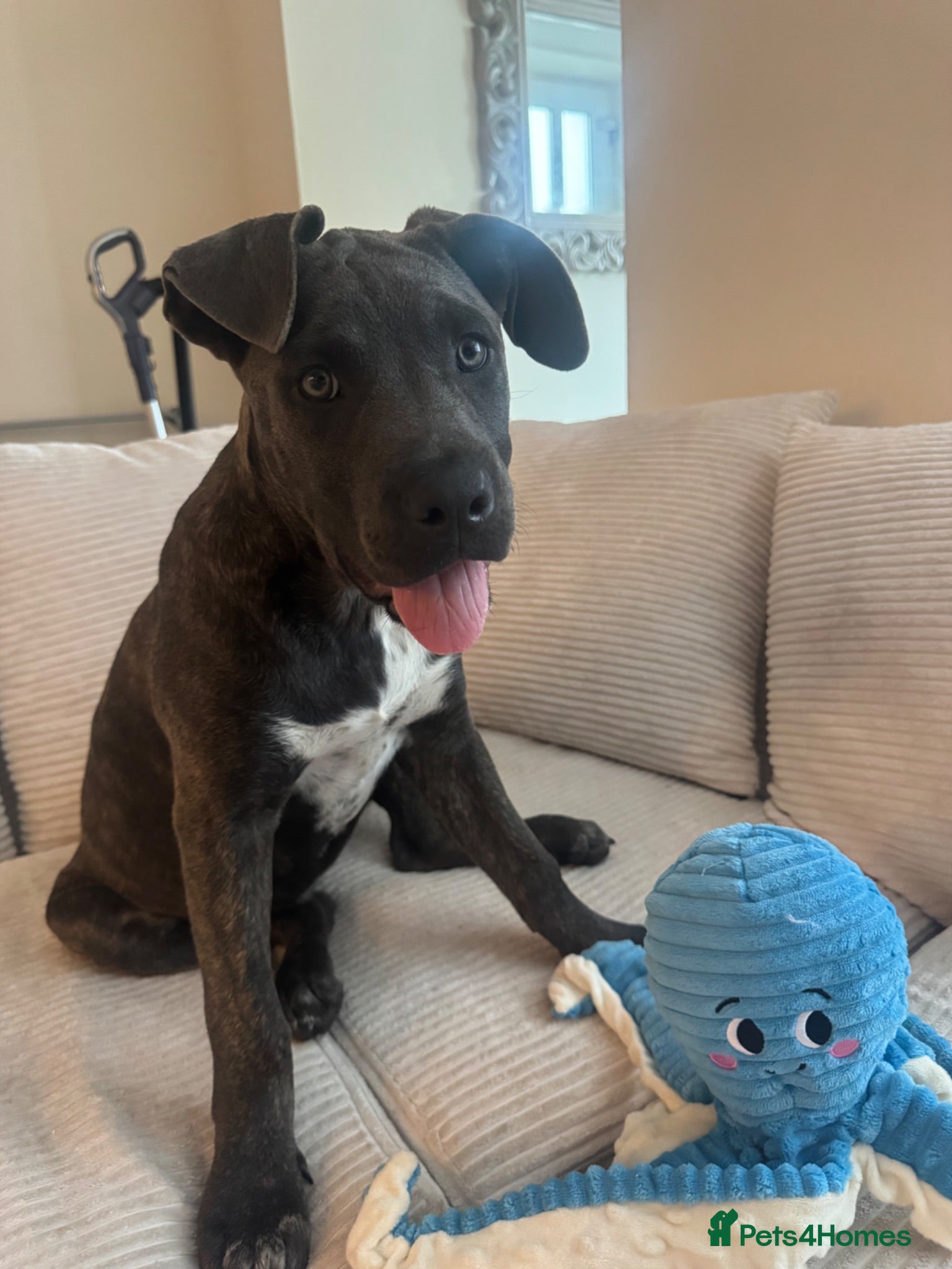 Mixed Breed dogs beautiful 3 month old cane corso for sale - Advert 15