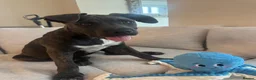Mixed Breed dogs for sale: beautiful 3 month old cane corso for sale - Advert 1