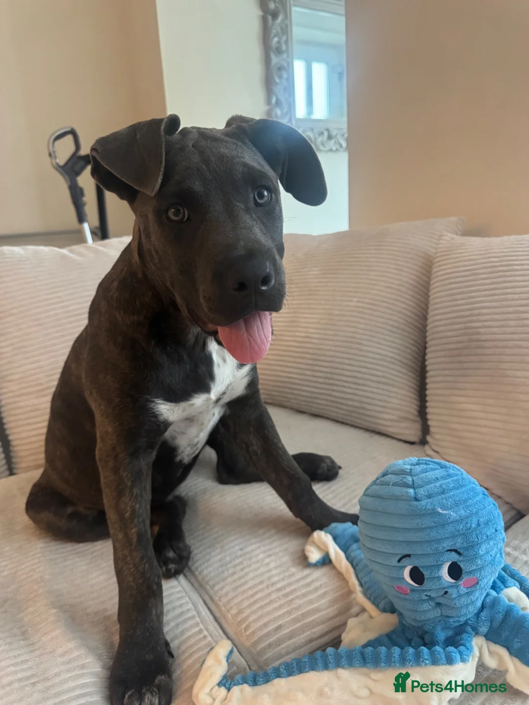 Mixed Breed dogs for sale: beautiful 3 month old cane corso for sale - Advert 1