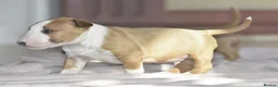 Miniature Bull terrier dogs for sale: Excellent miniature english bull terrier puppies  - Advert 5