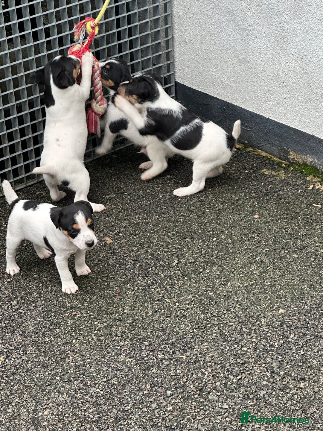 Jack Russell dogs for sale: Jack Russell dog puppies  - Image 5