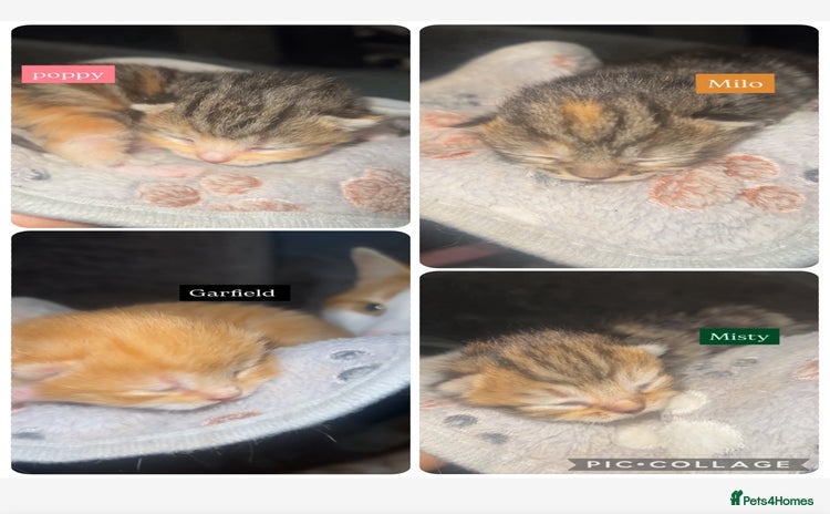 Mixed Breed cats - Advert 3