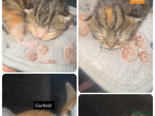 Mixed Breed cats kittens - Advert 4