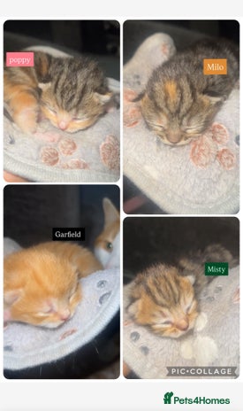 Mixed Breed cats - Advert 3