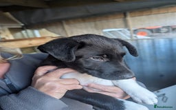 Border Collie dogs for sale: 3 male border collie puppies - Image 1