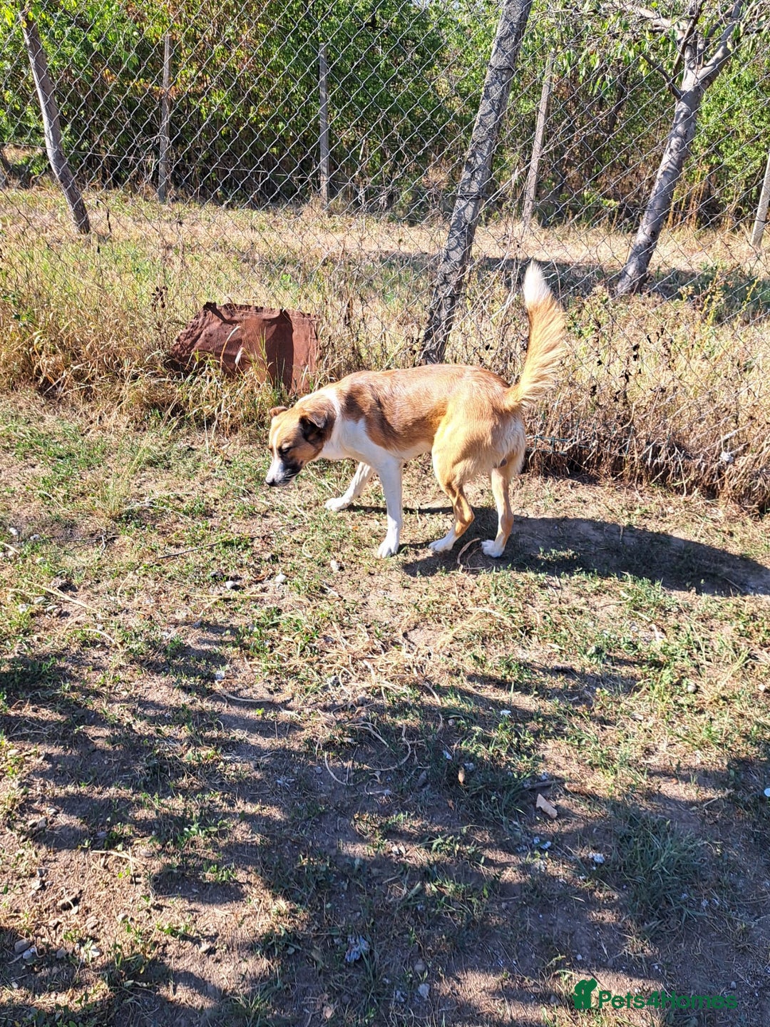 Mixed Breed dogs for adoption: BENNY - a faithful dog for a Loving Home - Image 36