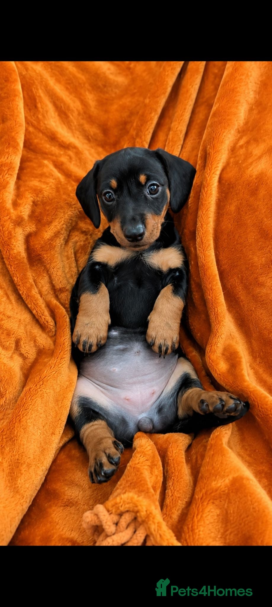 Dachshund dogs for sale: LET DOWN ON LAST PUPPY DACHSHUND  - Advert 1