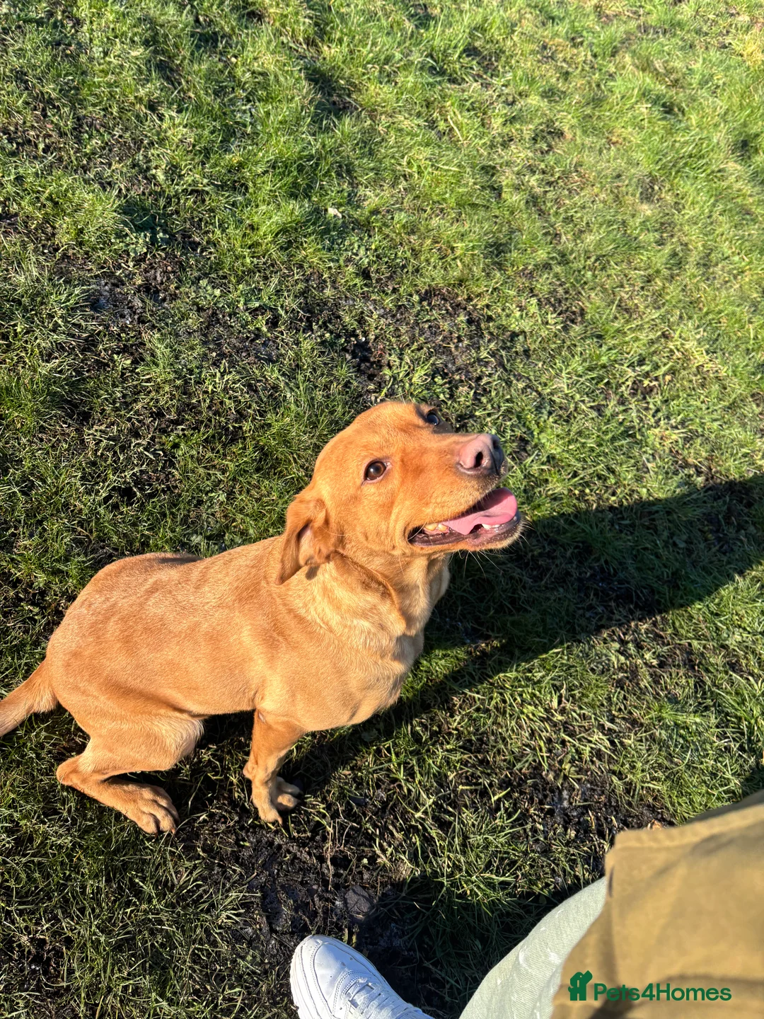 Labrador Retriever dogs for sale: Kc reg Labrador bitch - Advert 4