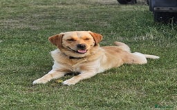 Goldador dogs for sale: Gorgeous Golden Retriever Puppies  - Image 5
