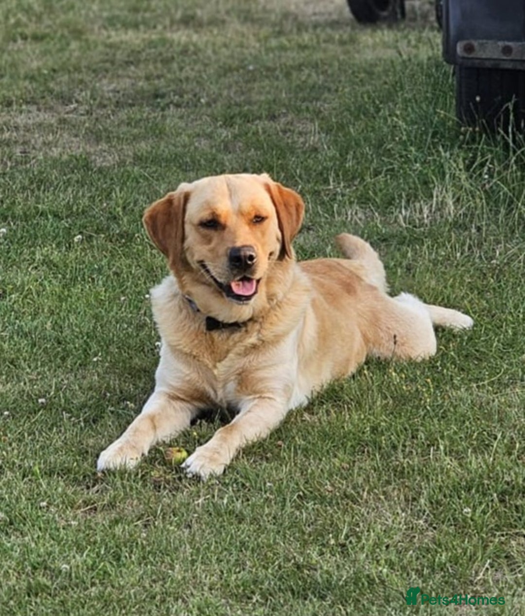 Goldador dogs for sale: Gorgeous Golden Retriever Puppies  - Image 5