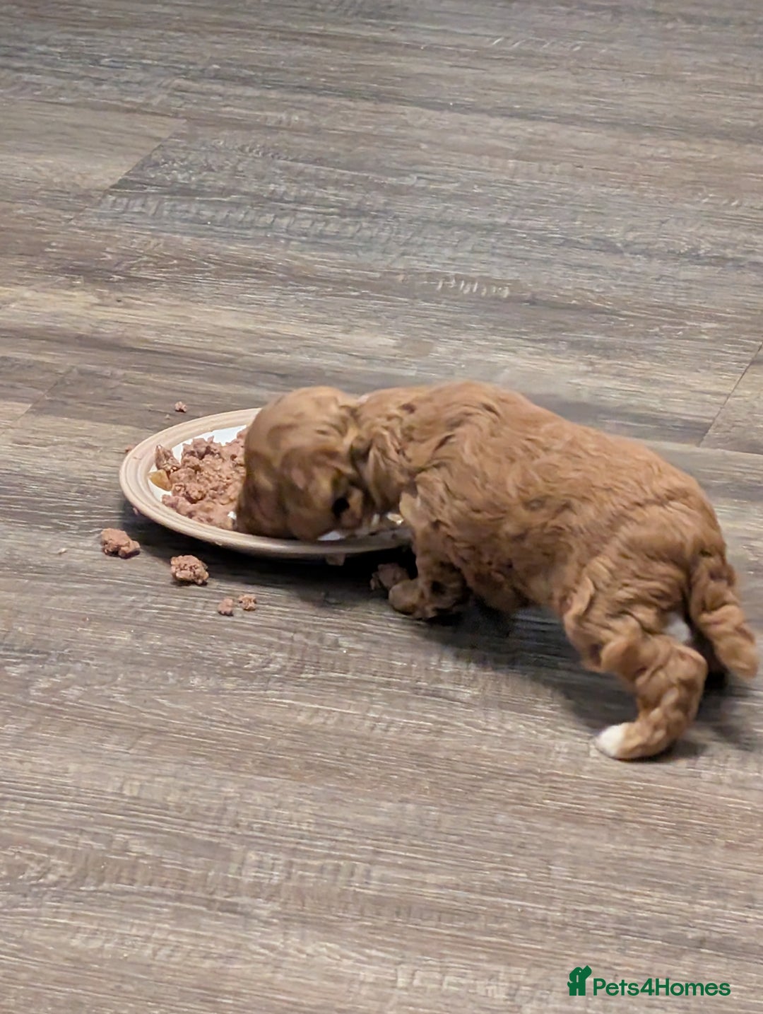 Lhasapoo dogs for sale: Female Lhasapoo for sale - Advert 6