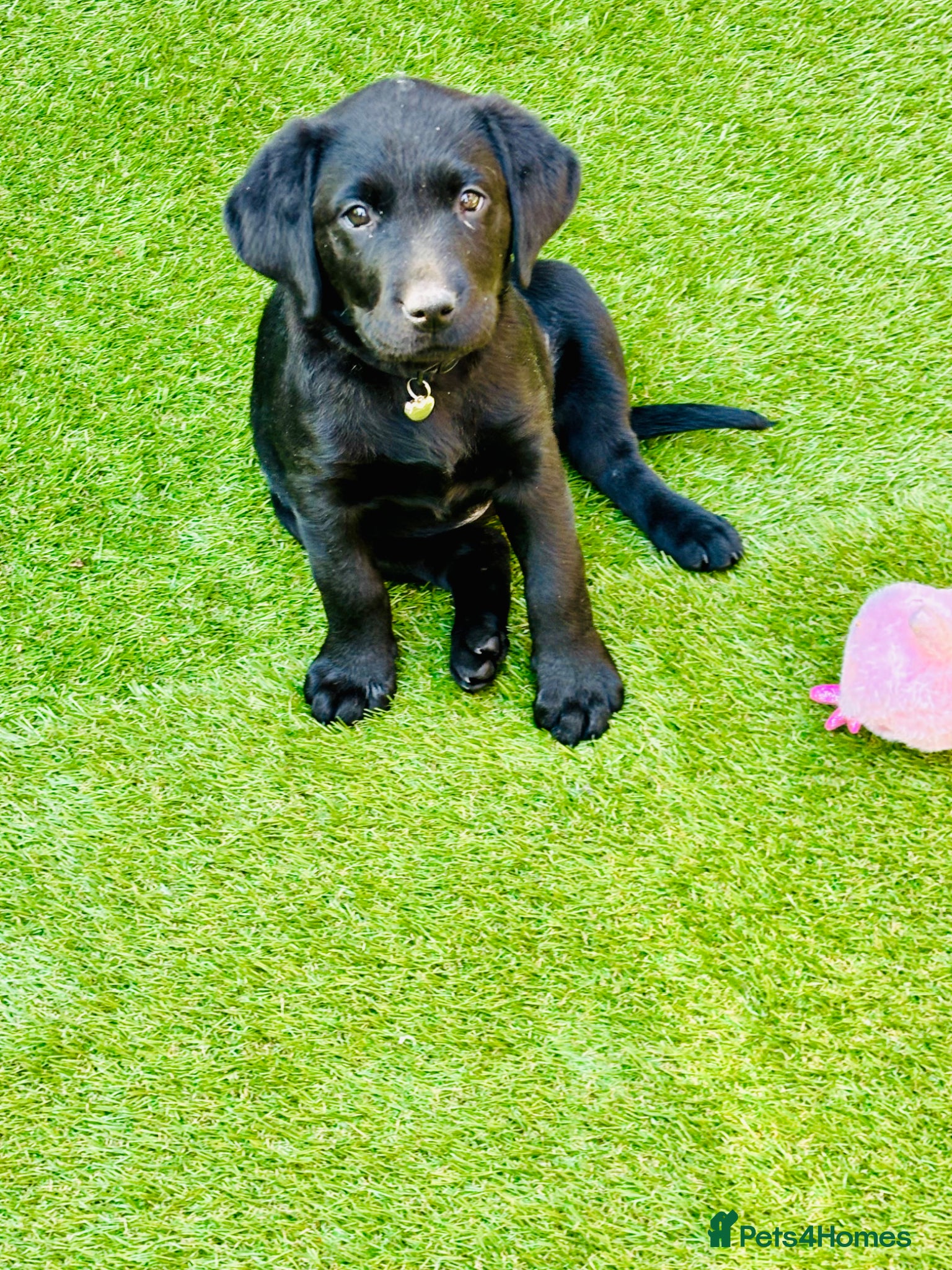 Labrador Retriever dogs for sale: Beautiful girl black lab in Salisbury - Advert 4