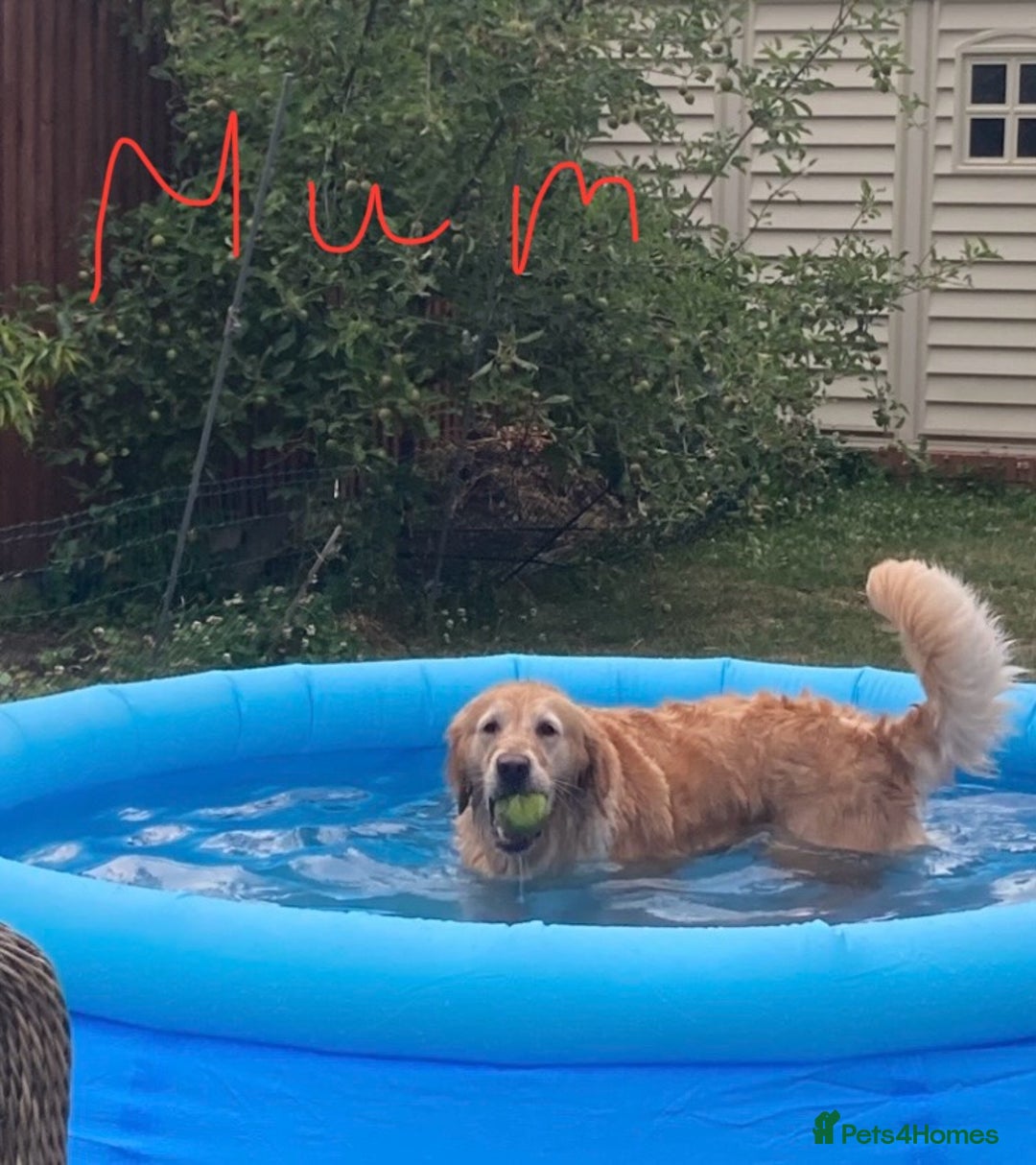 Golden Retriever dogs for sale: KC Registered Golden Retriever Puppies  - Advert 6