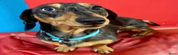 Miniature Dachshund dogs for sale: KC Mini Dachshund Silver Dapple Brindle Puppies  in Umberleigh - Advert 14