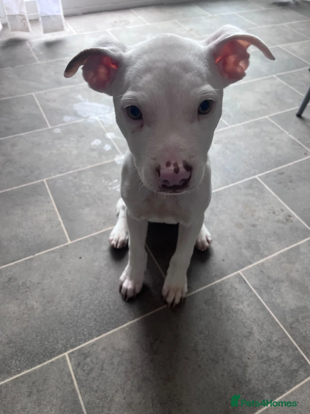 Staffordshire Bull Terrier dogs for sale: Staffie  in Carlisle - Advert 2