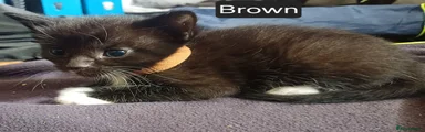 Female Black& White Kitten - Brown collar
