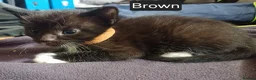 Mixed Breed cats for sale: Cute kittens wanting a loving home in 3 weeks - Advert 8