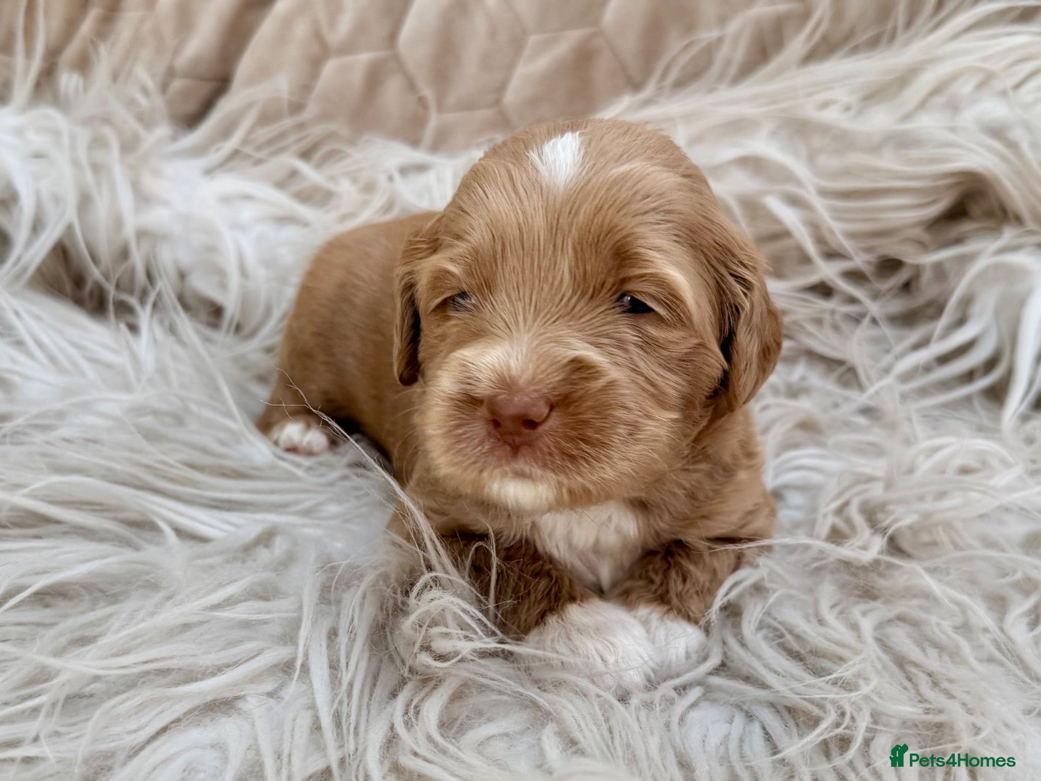 Australian Labradoodle dogs 100% WALA registered Australian Labradoodles - Advert 2