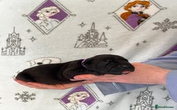 Great Dane dogs for sale: Great Dane puppies - Image 36