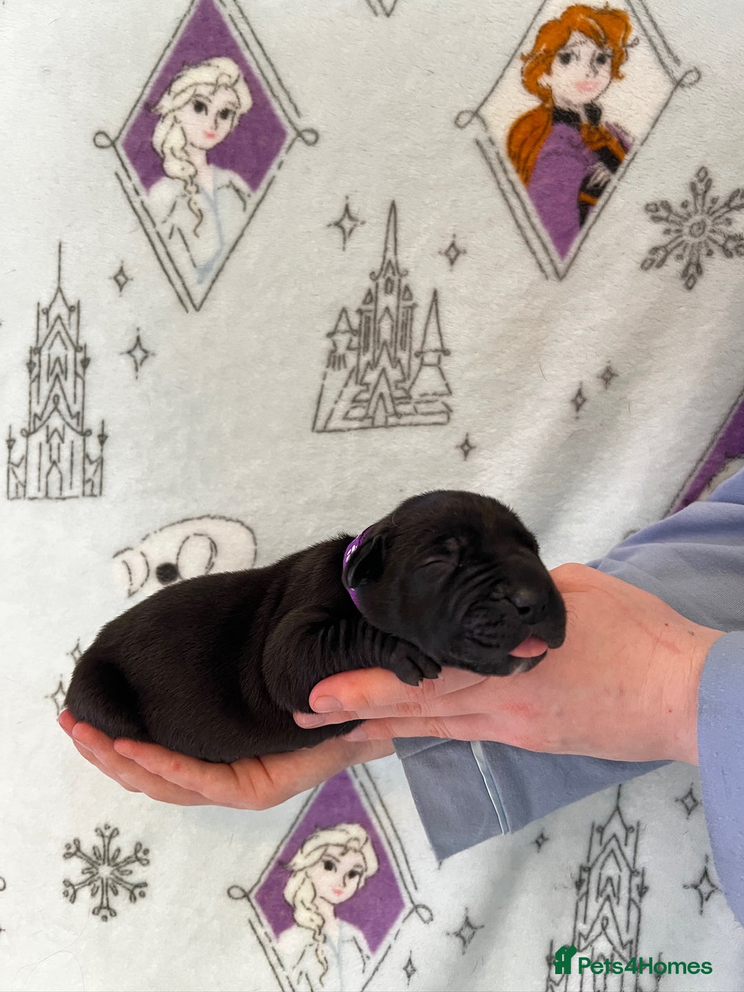 Great Dane dogs for sale: Great Dane puppies - Image 36