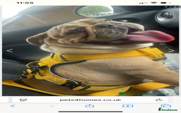 English Bulldog dogs for sale: Female British bulldog  - Image 5
