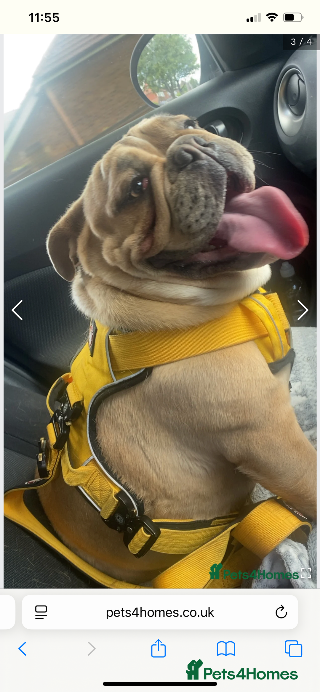English Bulldog dogs for sale: Female British bulldog  - Image 5