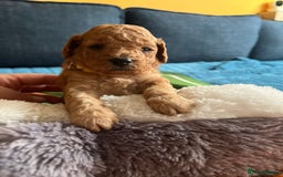 Cockapoo dogs for sale: Gorgeous F1b cockapoo puppies for sale - Image 12