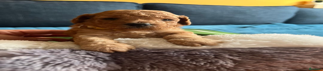 Cockapoo Puppy 3