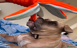 American Bully dogs for sale: Pocket bully pup - Image 4