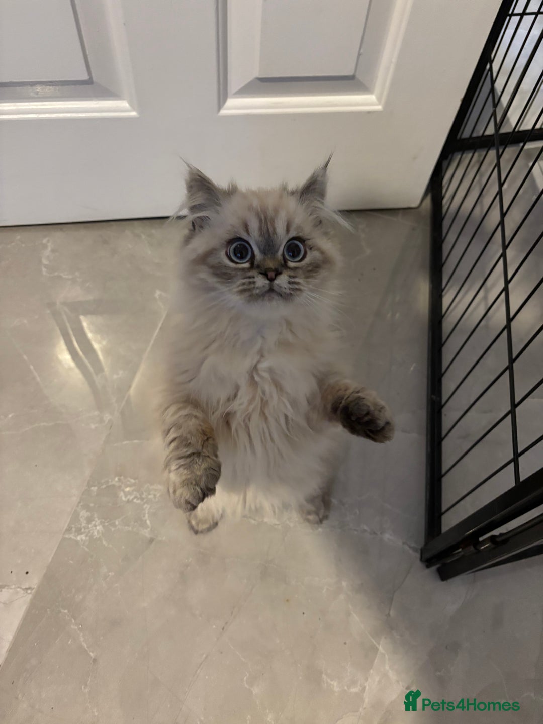 Persian cats for sale: Tabby point Persian  - Advert 3