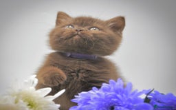 British Shorthair cats for sale: Cinnamon female British shorthair kitten - Image 7