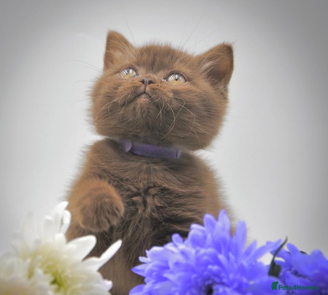 British Shorthair cats for sale: Cinnamon female British shorthair kitten - Image 7