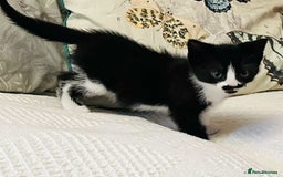 Mixed Breed cats for sale: Kittens  - Image 13