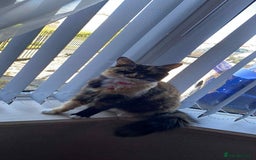 British Shorthair cats for sale: Bonded mum and daughter  - Image 2